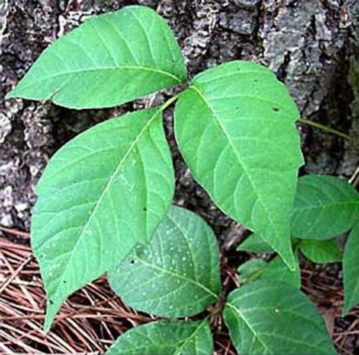 Identifying and Eradicating Poison Ivy Dengarden