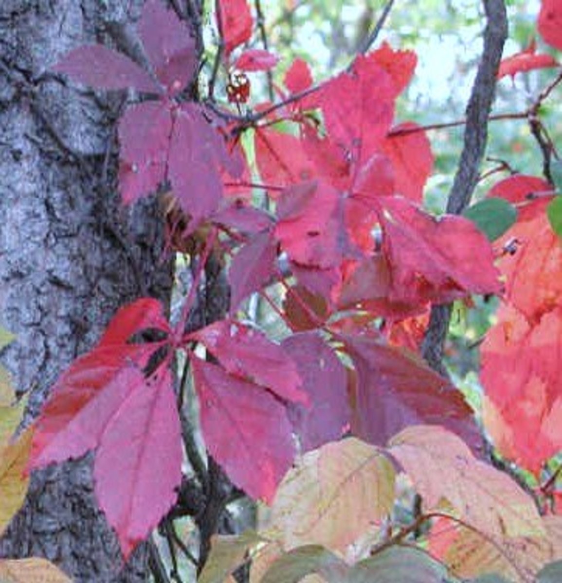 Identifying and Eradicating Poison Ivy Dengarden