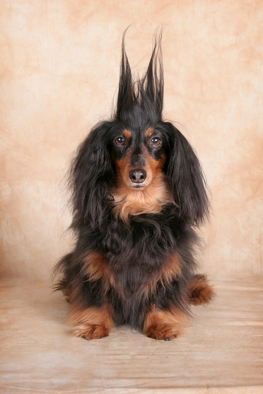 What to Do if Your Dog Has Been Shocked or Electrocuted PetHelpful