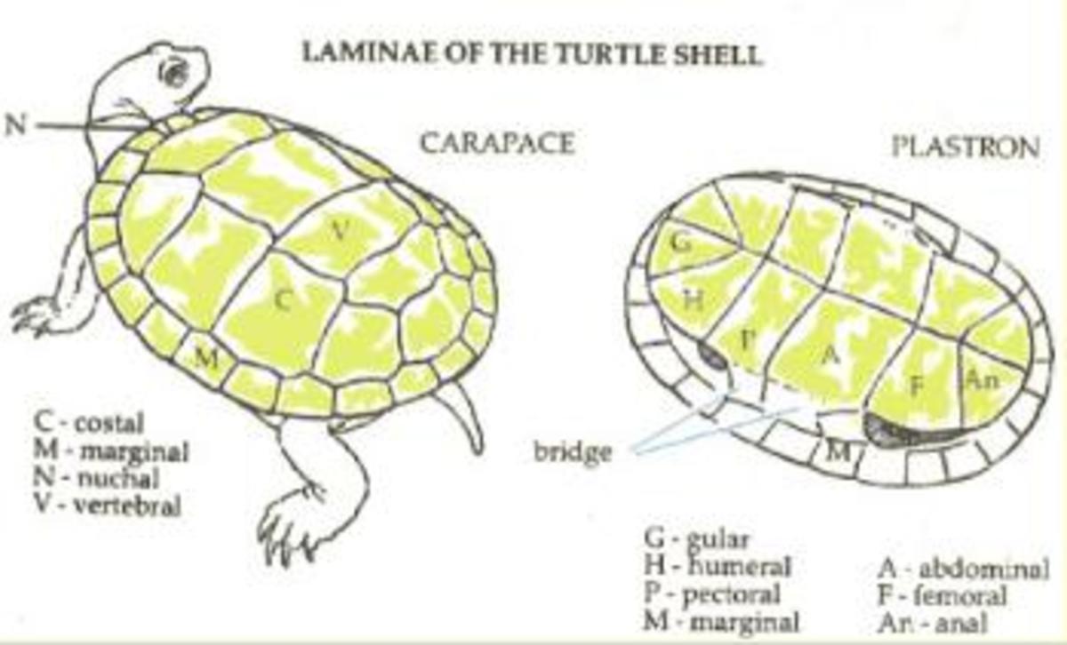 Red Eared Slider The Exotic Pet hubpages
