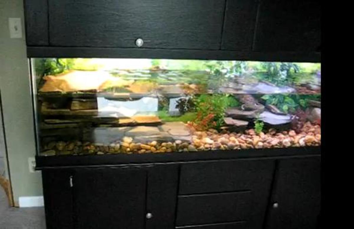Red Eared Slider The Exotic Pet HubPages
