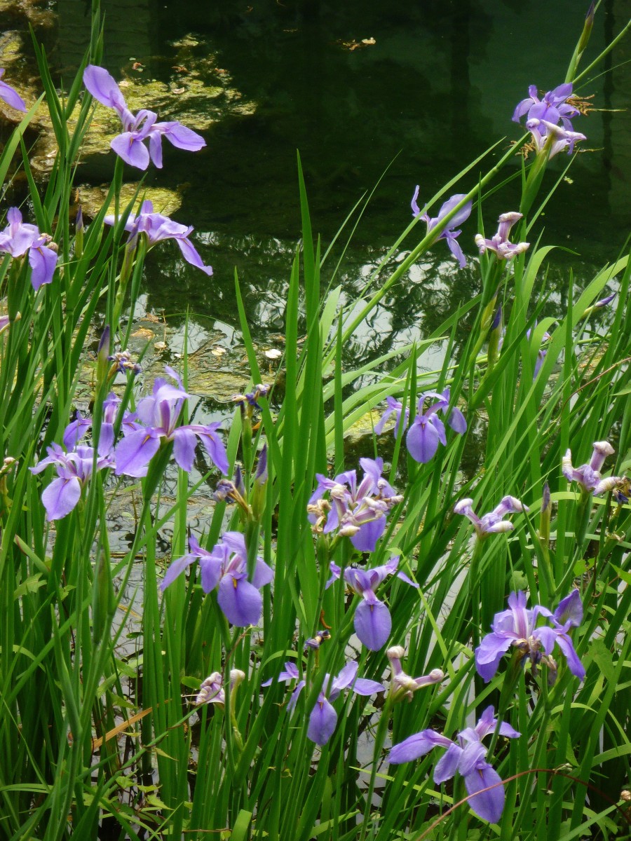 How to Plant and Grow Perennial Louisiana Irises, Plus Other Types of