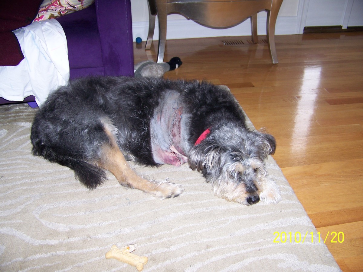 What to Expect After Your Dog Has a Front Leg Amputated PetHelpful