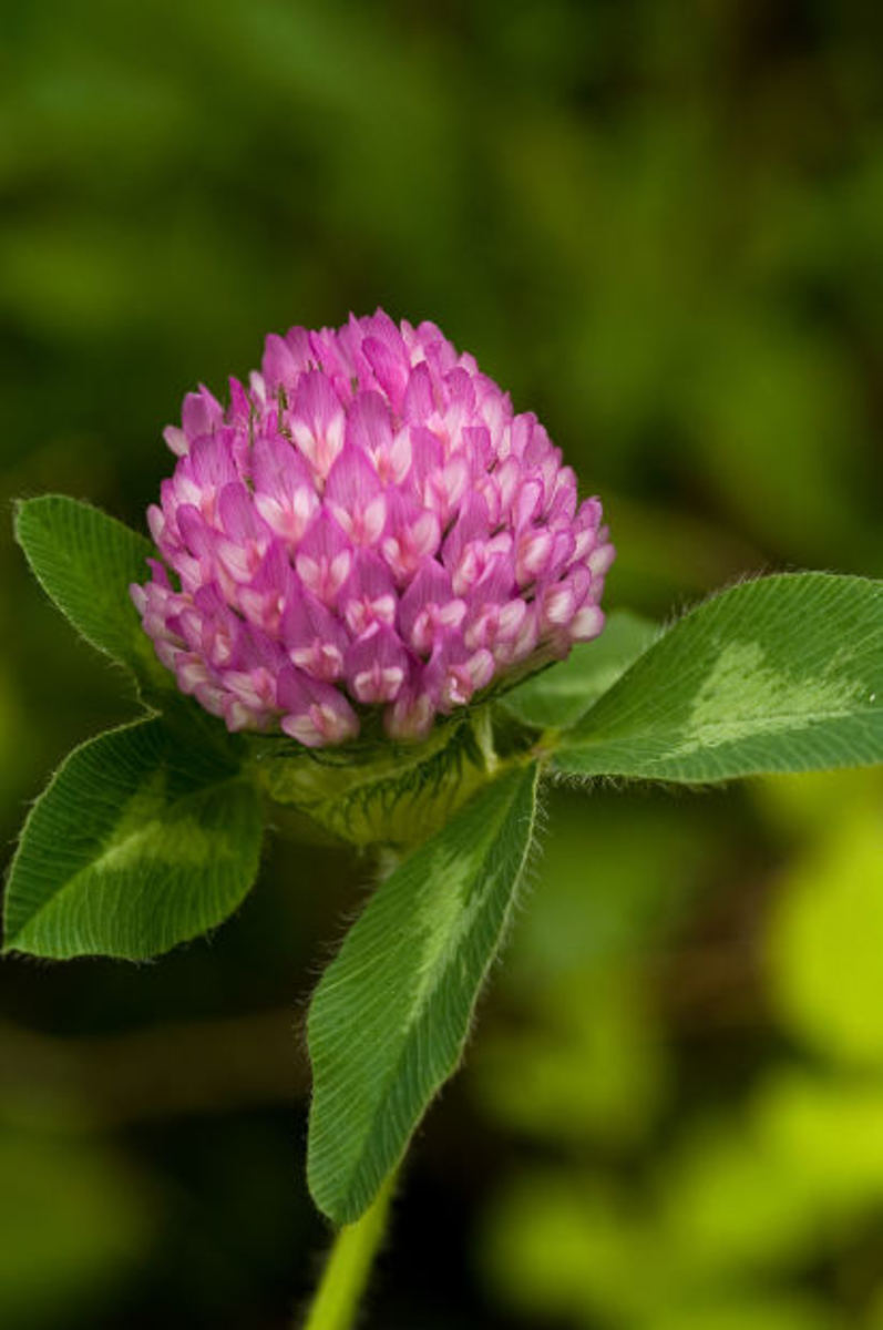 How to Make Red Clover Tea HubPages
