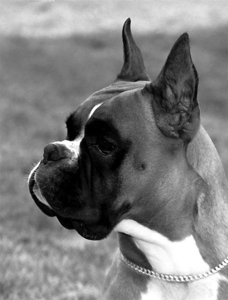 The Most Dangerous and Aggressive Dog Breeds PetHelpful