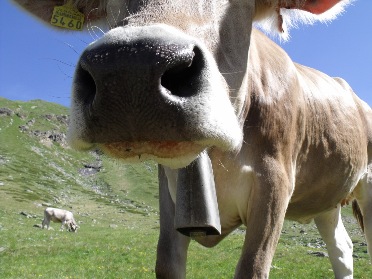 Why Swiss cows wear bells HubPages