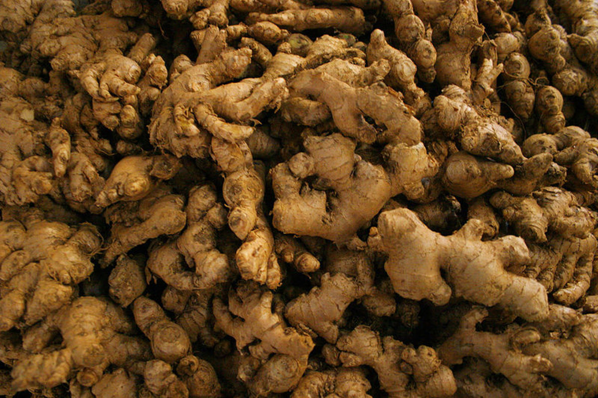 Five medicinal health benefits in ginger root