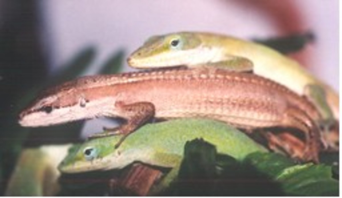 What You Need to Know About the LongTailed Grass Lizard PetHelpful