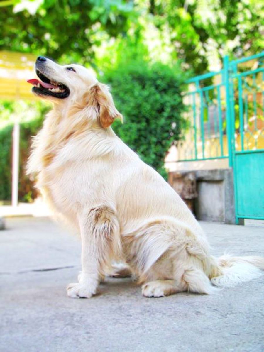 Golden Retriever Facts and Golden Retriever Dog Breed Information HubPages