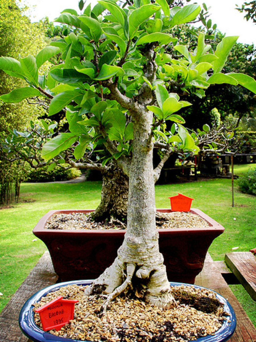 Baobab Bonsai hubpages