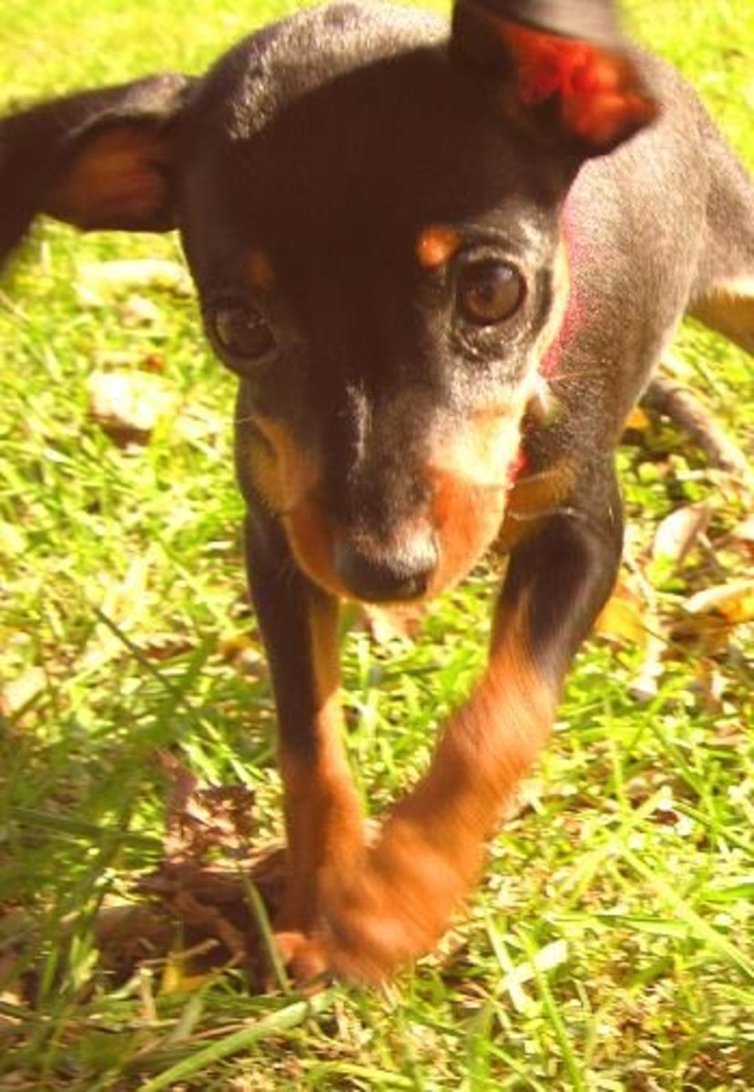 Miniature Pinscher Facts and Information PetHelpful