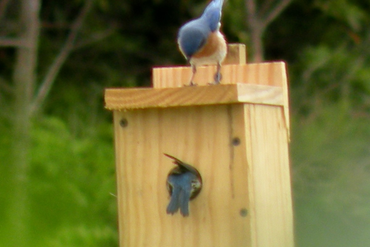 Bluebirds Pictures of BluebirdsBluebird HousesAttracting Bluebirds