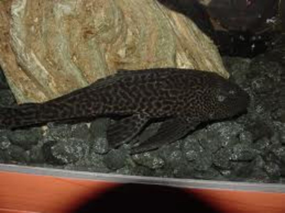 How to Choose the Right Plecostomus (Pleco) PetHelpful