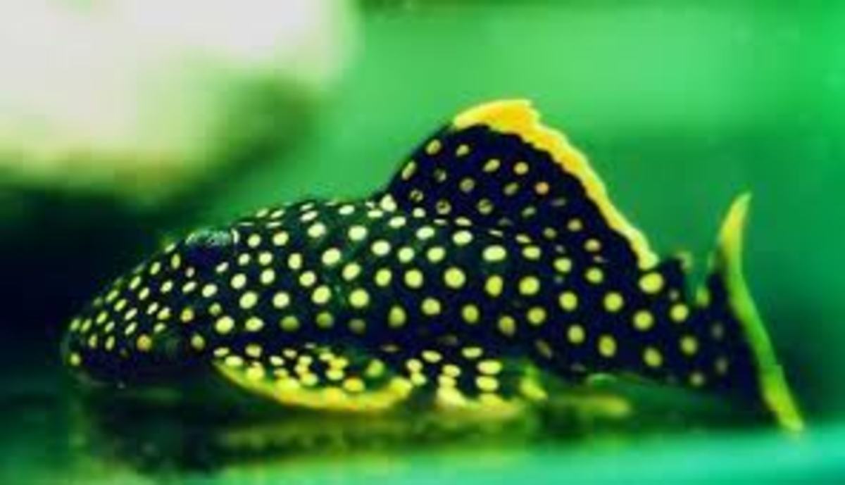 Choosing the Right Pleco PetHelpful