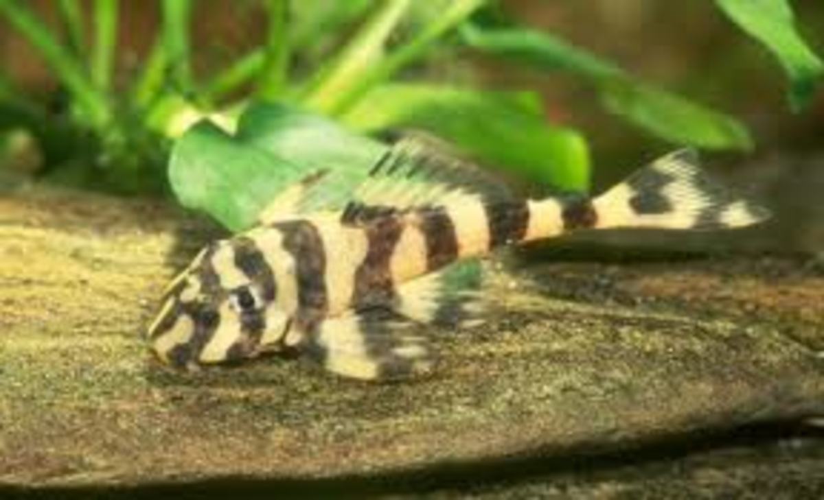 Choosing the Right Pleco PetHelpful