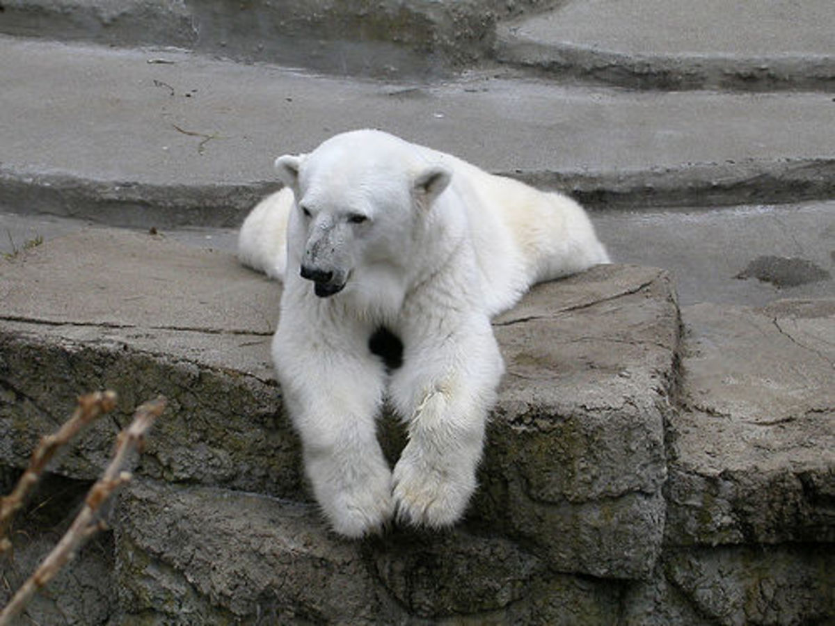 Interesting Facts About Polar Bears Owlcation
