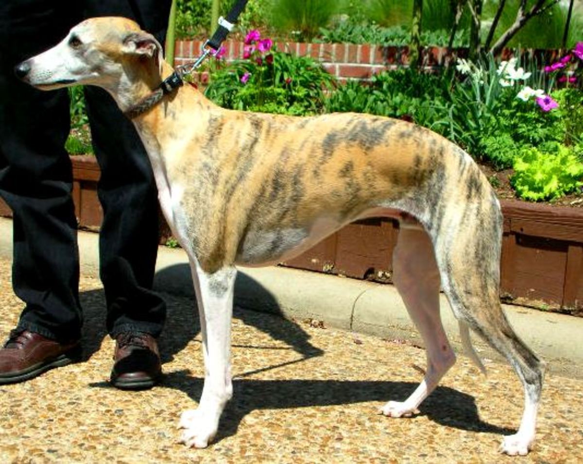 10 Interesting Facts About Greyhounds PetHelpful
