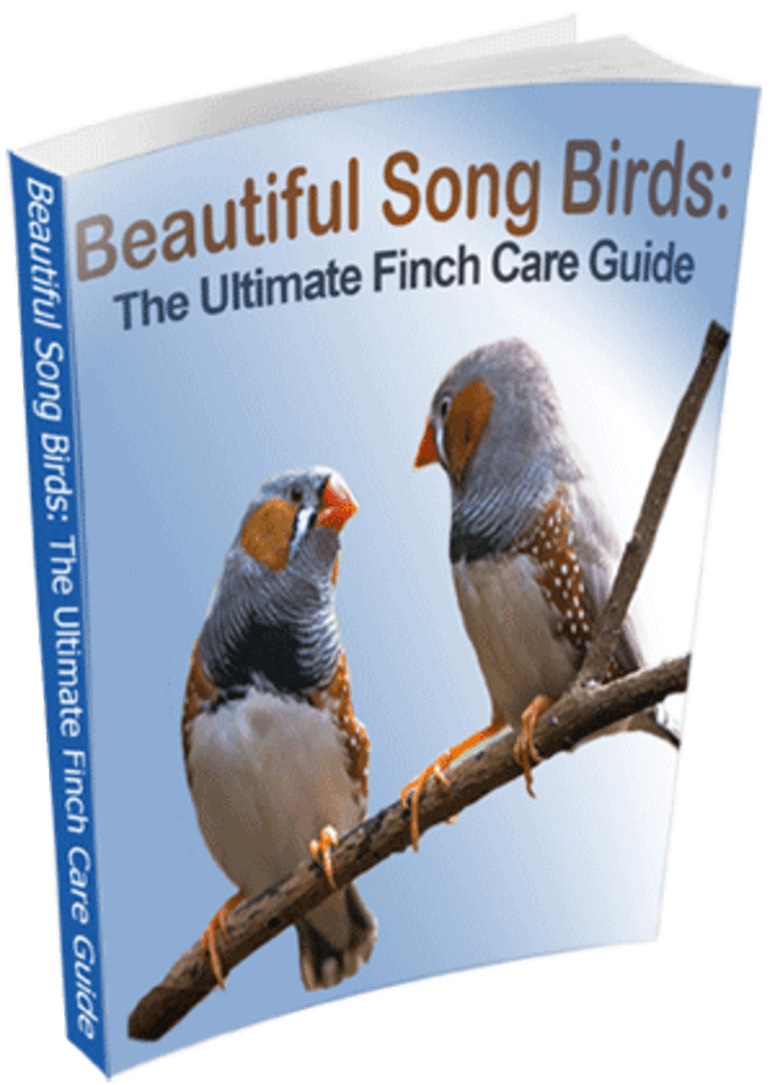 Aviary For Your Finches HubPages