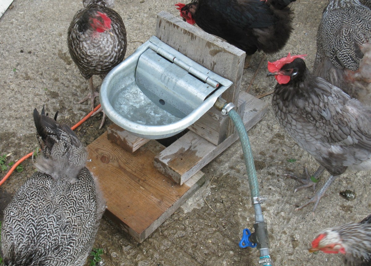 Save your Back and Your Money Make an Automatic Waterer for your Free