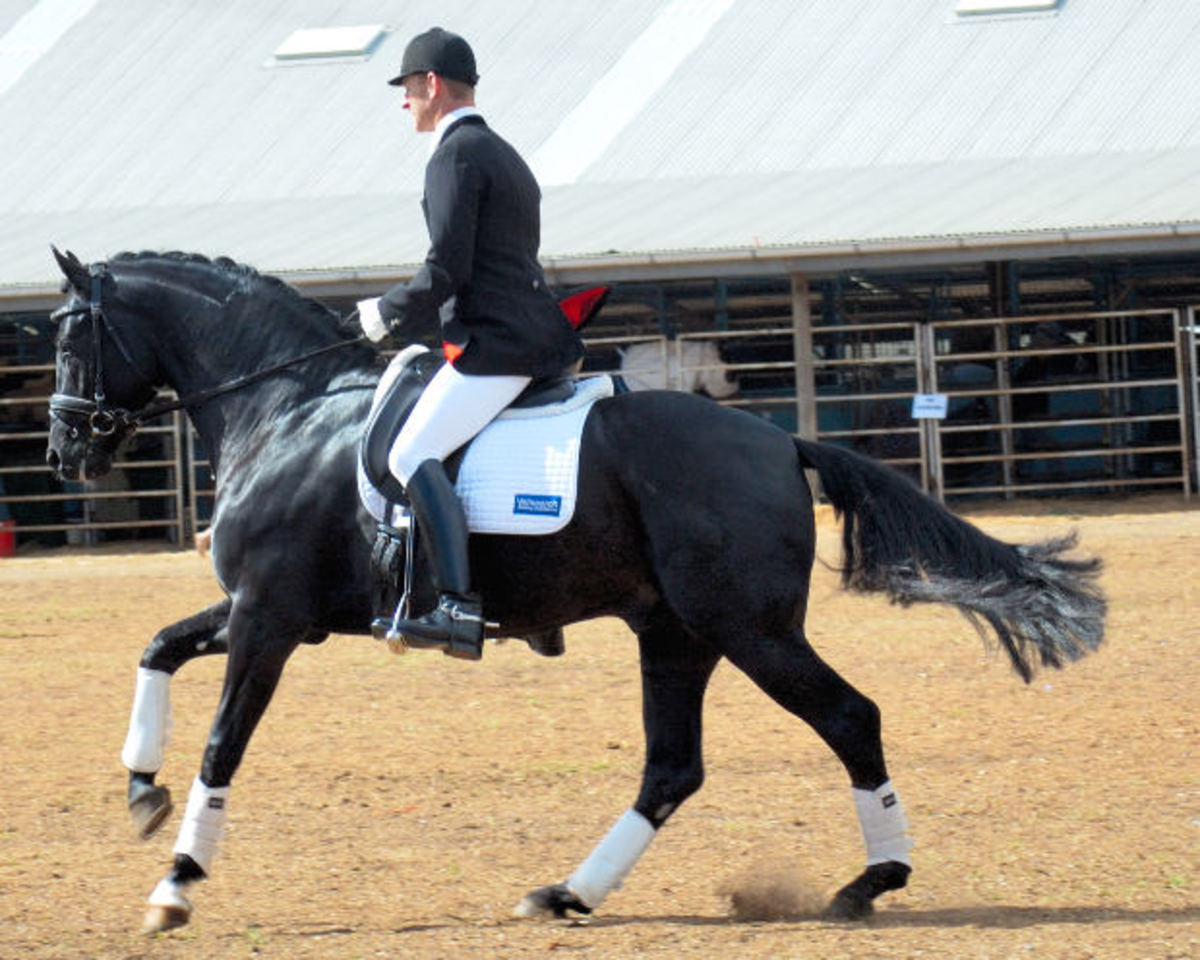 Types of Horse Paces and Horse Gaits HubPages