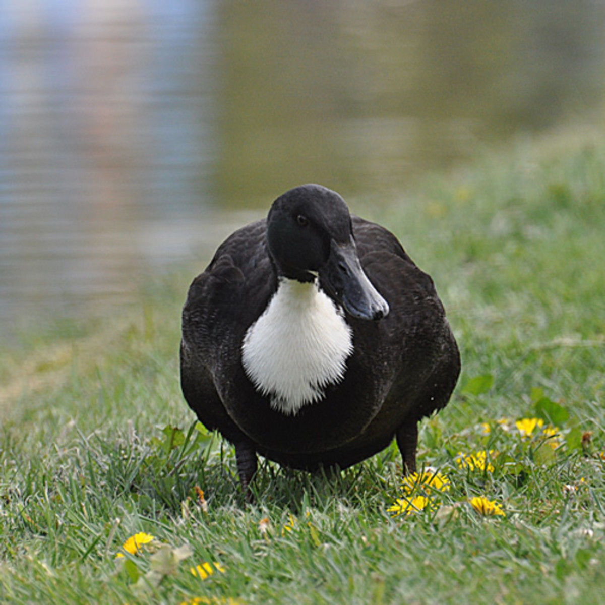 Duck pictures Information and Photos of Blue Swedish Ducks hubpages
