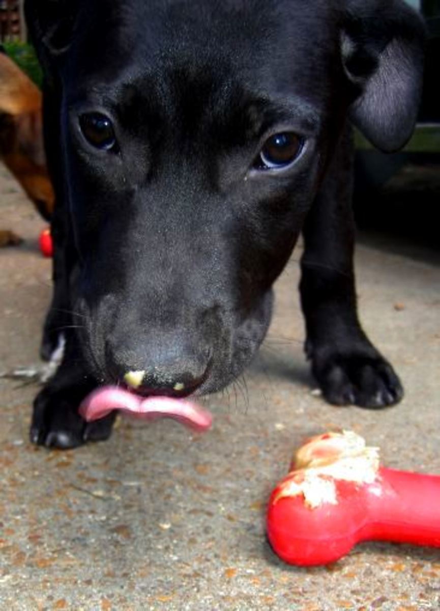 Why Does My Dog Lick Me? Why Do Dogs Lick People? HubPages