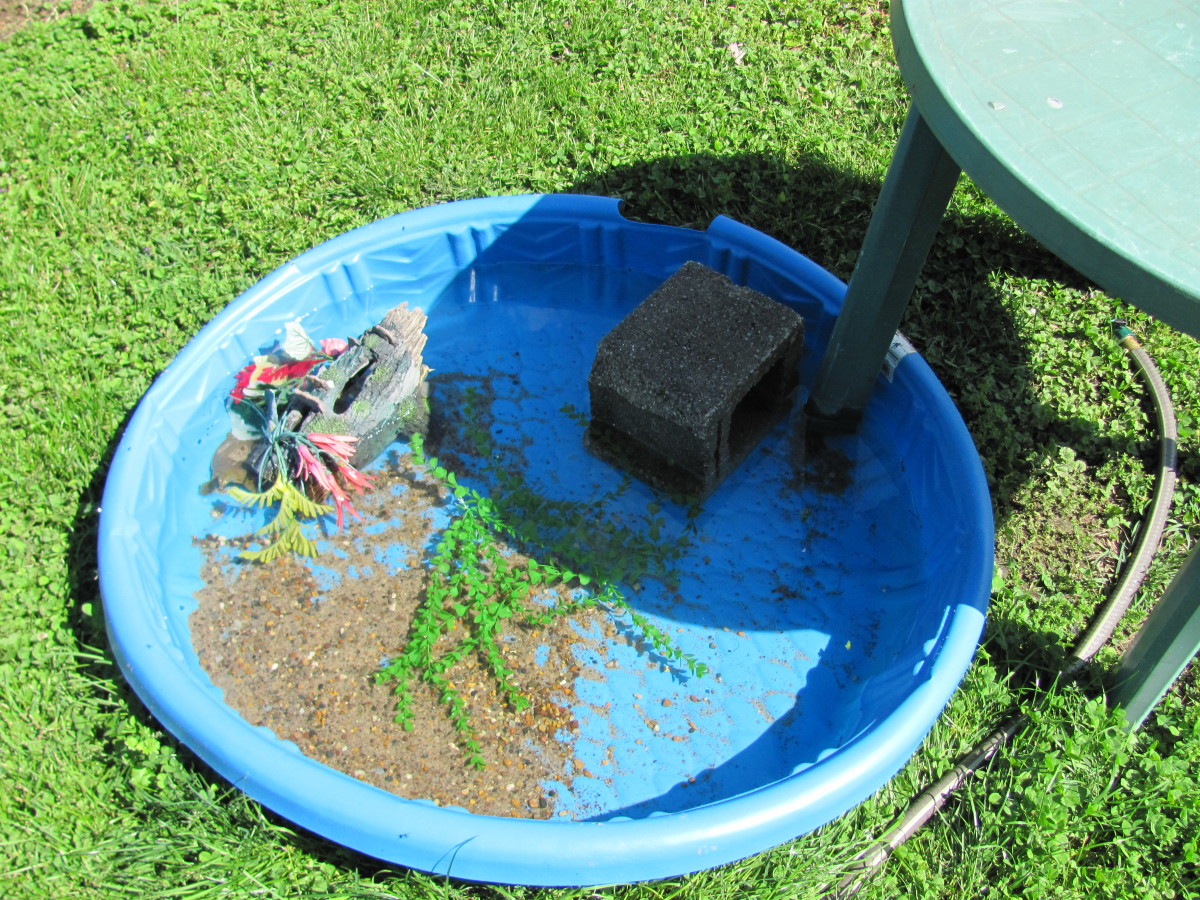 How to Setup an Outdoor Turtle Pool PetHelpful