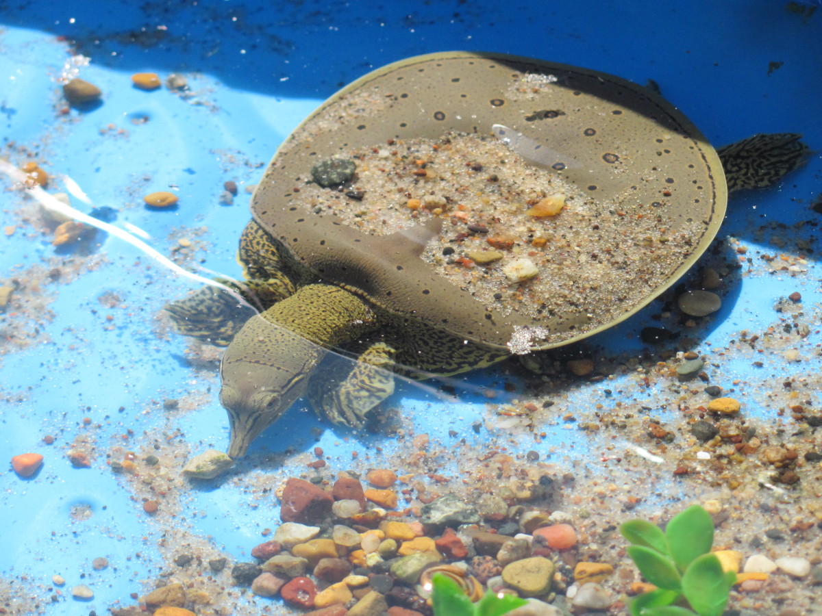 How to Set Up an Aquarium for a Baby Soft Shell Turtle PetHelpful