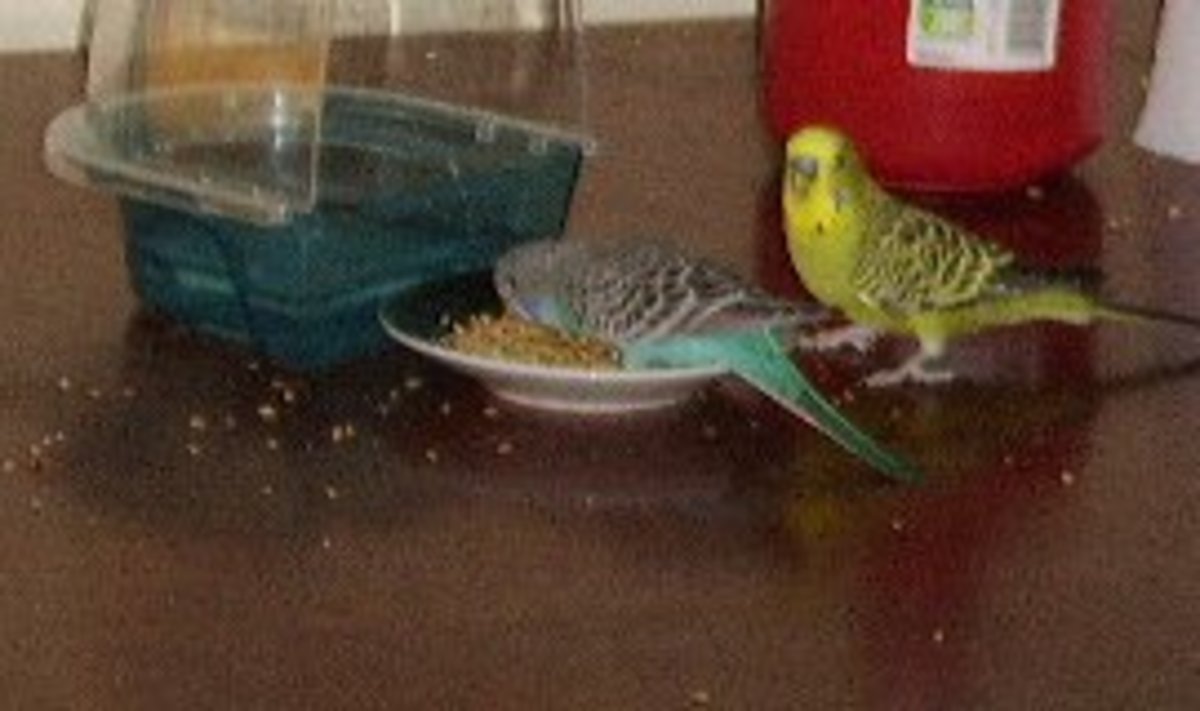 What Do Budgies Eat? PetHelpful
