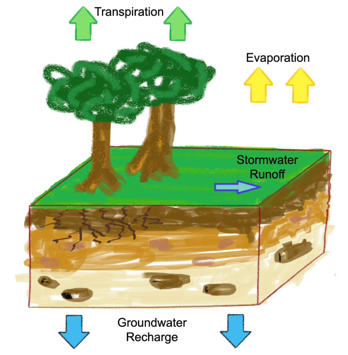 The Hydrologic Cycle Water Evaporation and Transpiration hubpages