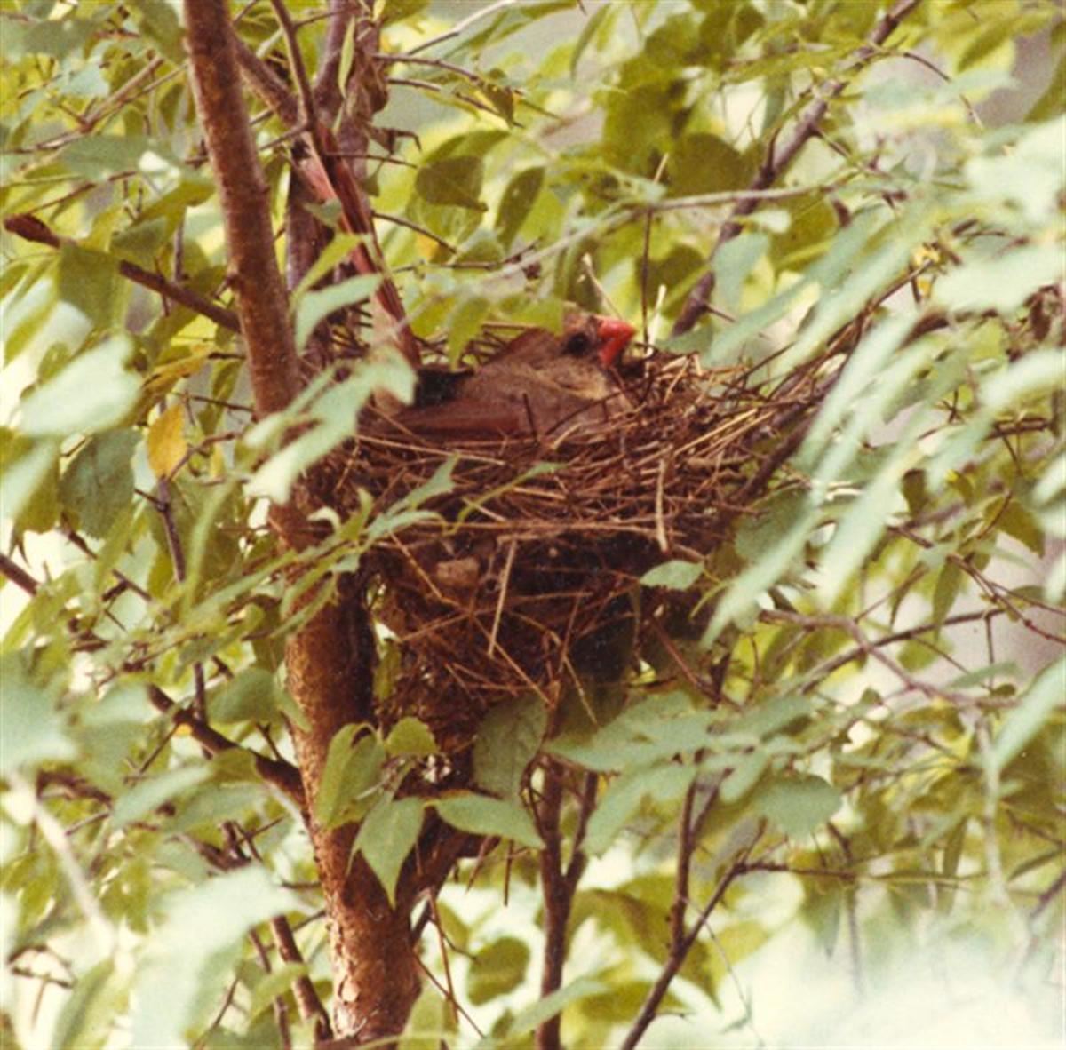 Pictures of Birds Cardinals Nesting HubPages