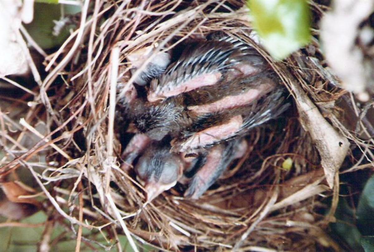 Pictures of Birds Cardinals Nesting HubPages