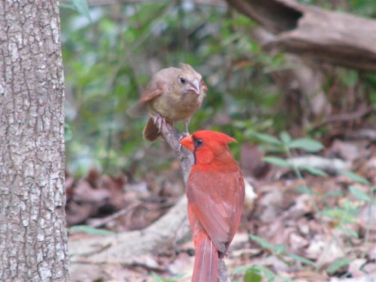 How Far Do Cardinals Fly In A Day at Roy Kelley blog