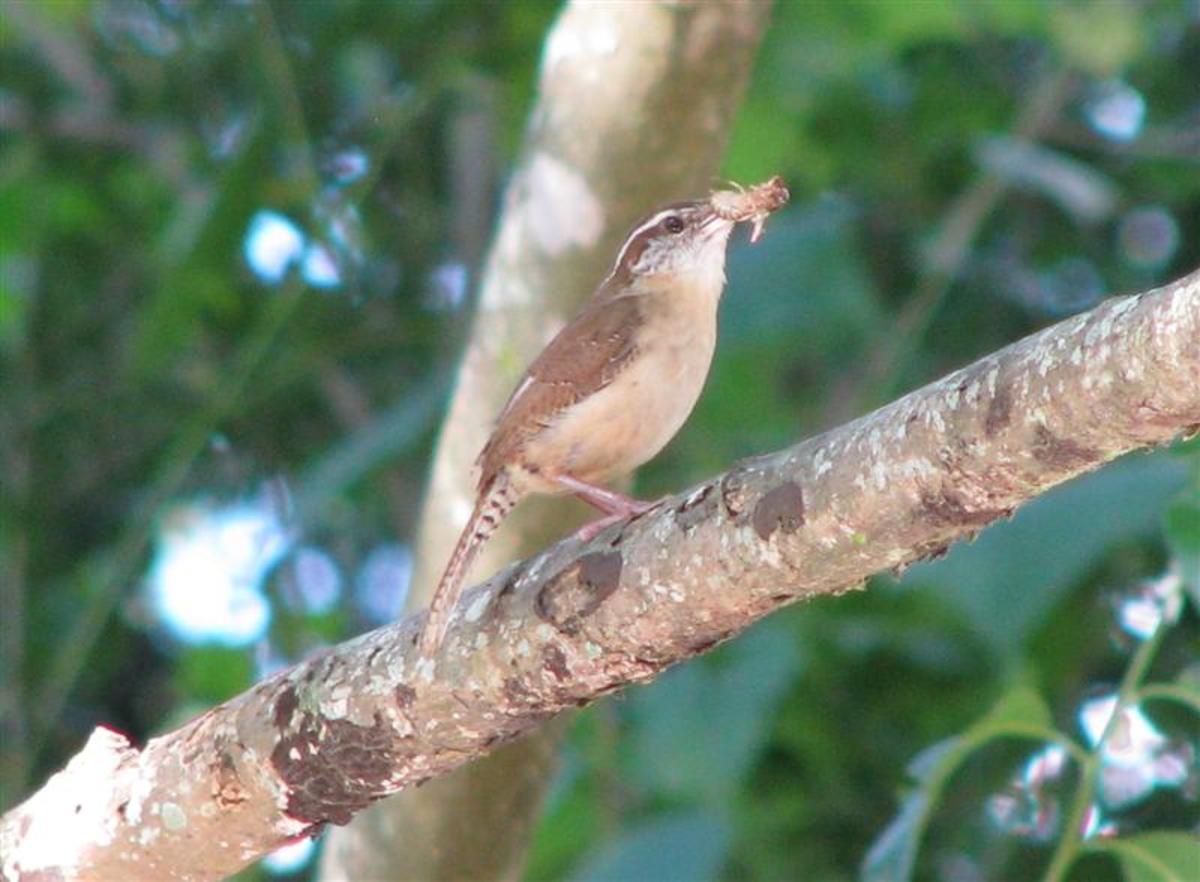 Backyard Birding Carolina Wren Babies and Nests PetHelpful