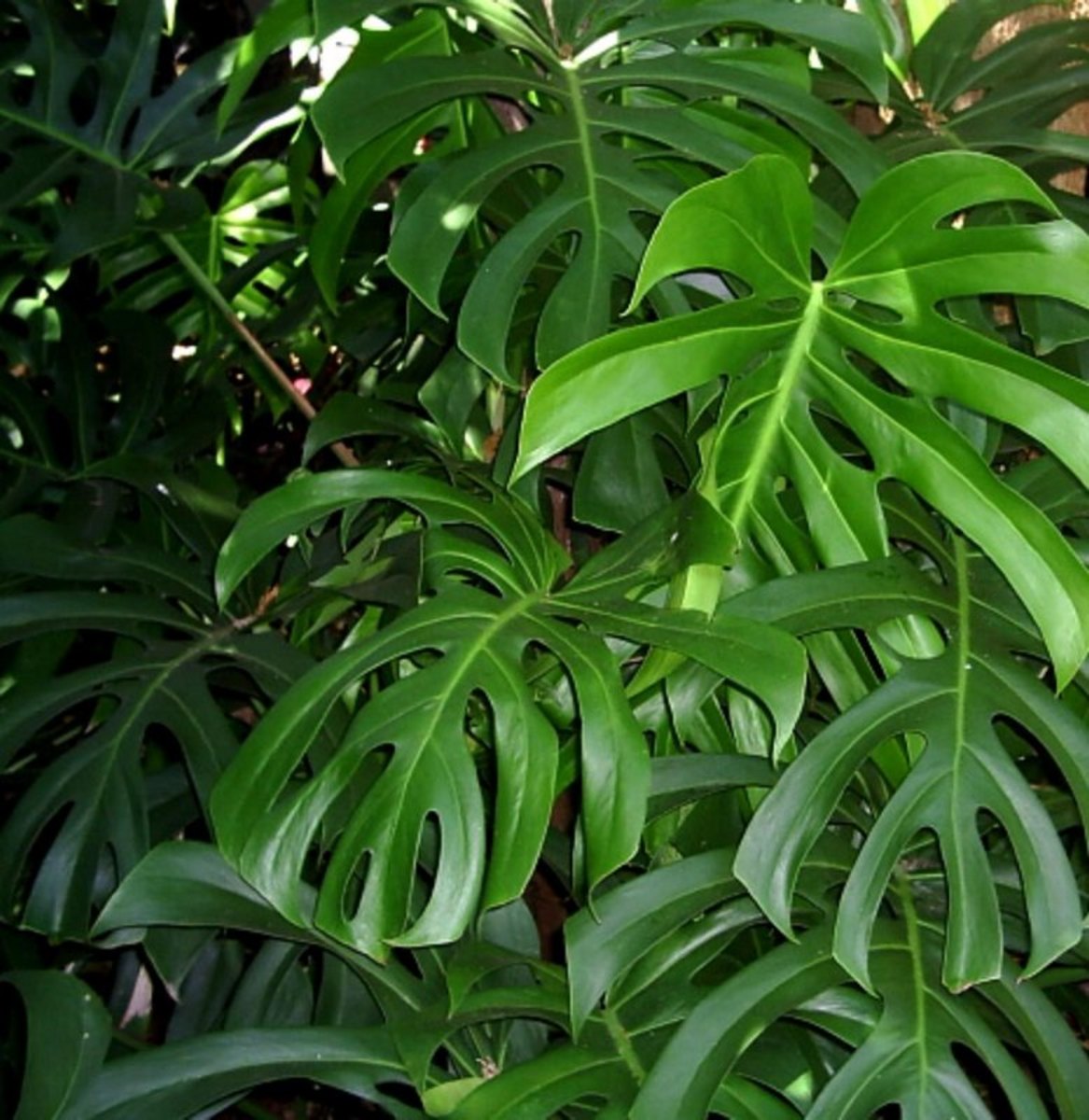 Swiss Cheese Plant Fruit