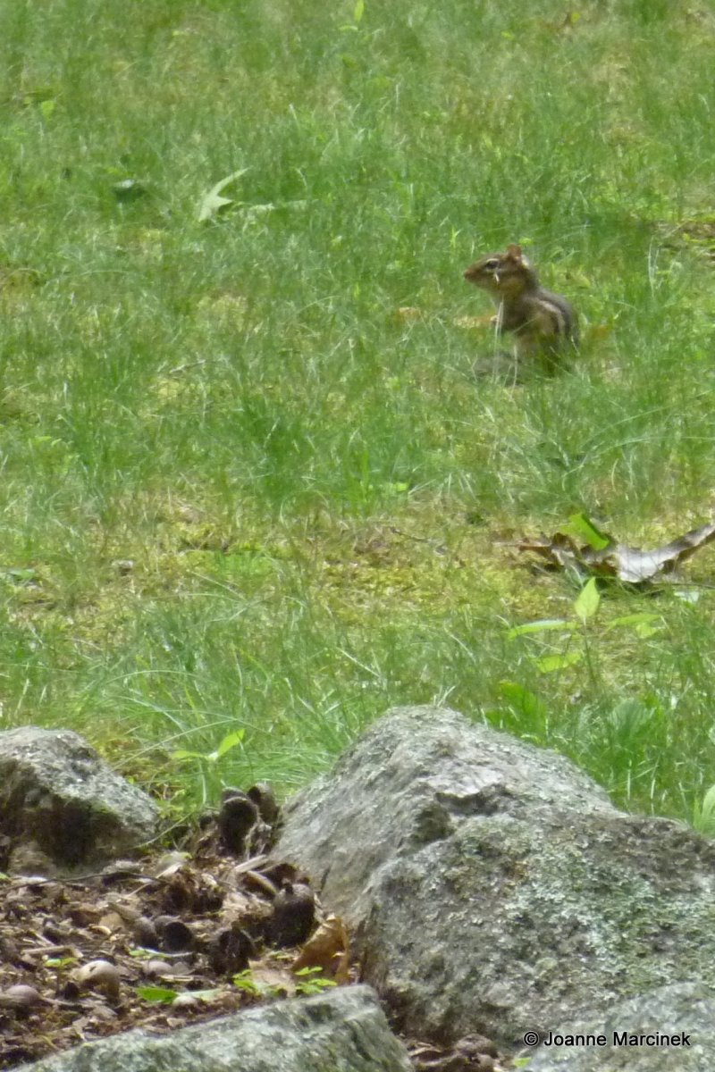 How to Get Rid of Chipmunks in my garden | HubPages