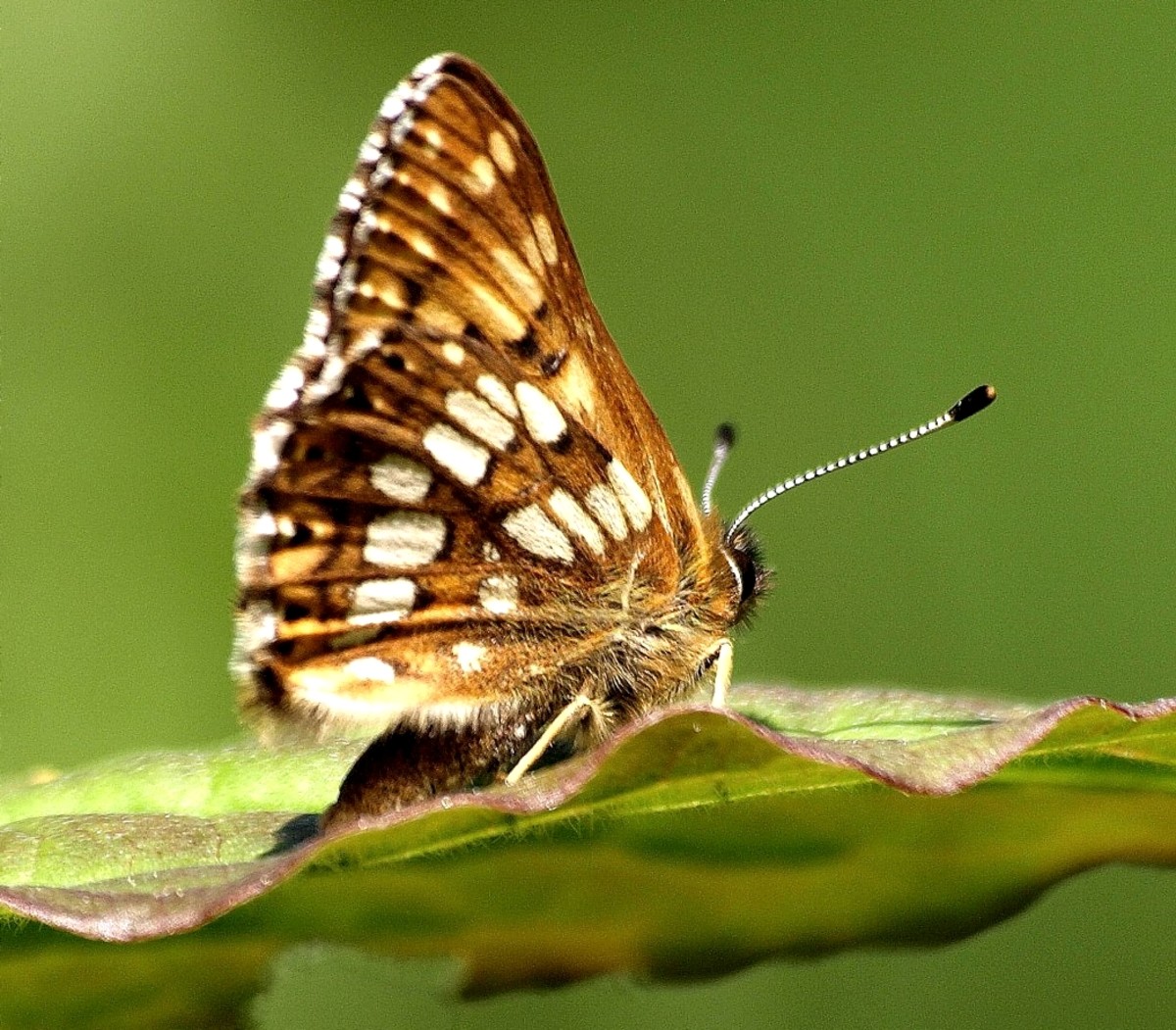 Rare Animals Top 10 Rarest Butterflies in the World HubPages