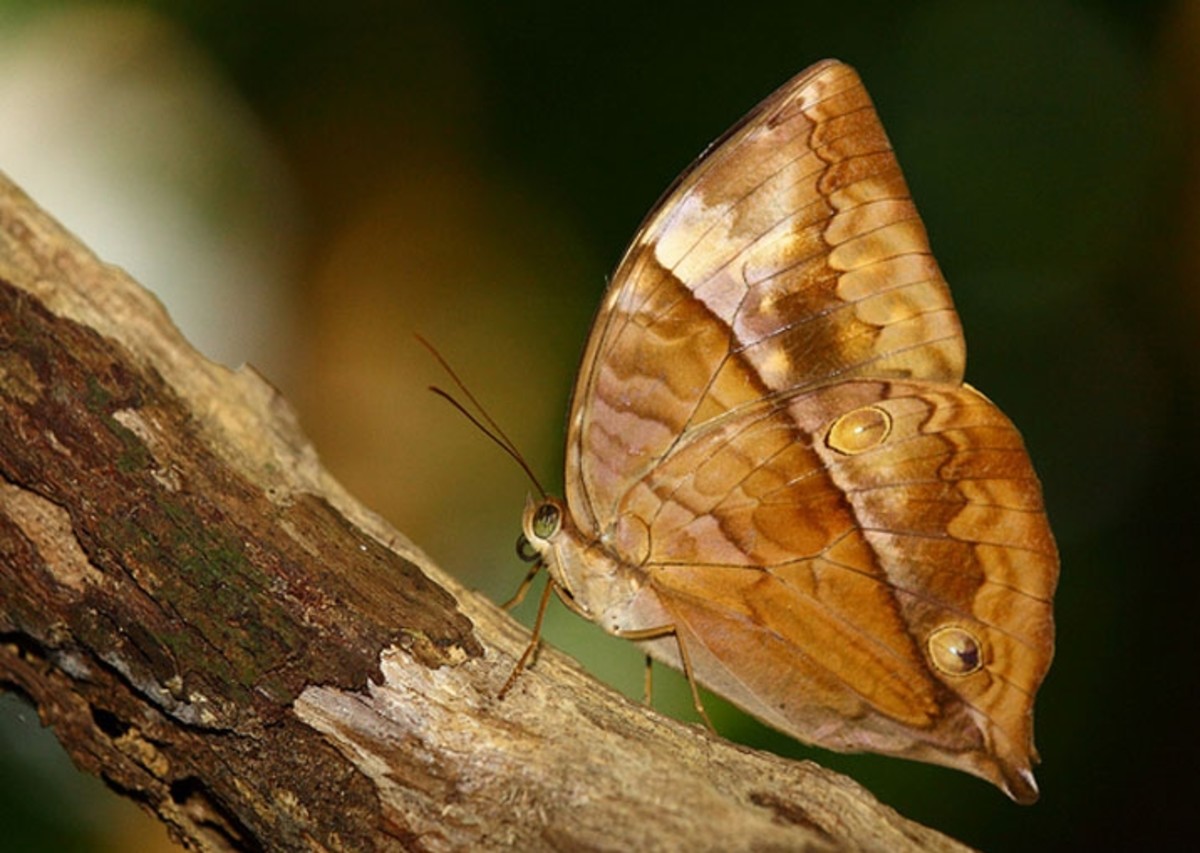 Rare Animals Top 10 Rarest Butterflies in the World HubPages