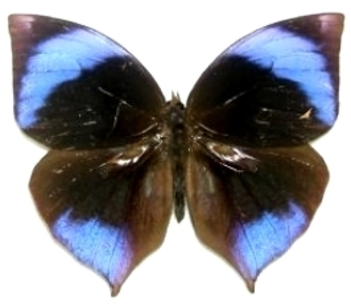 Rare Animals Top 10 Rarest Butterflies in the World HubPages
