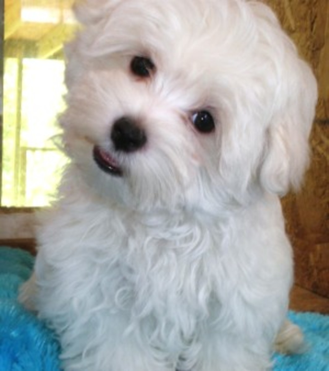 Allan Fray Potty training your maltipoo