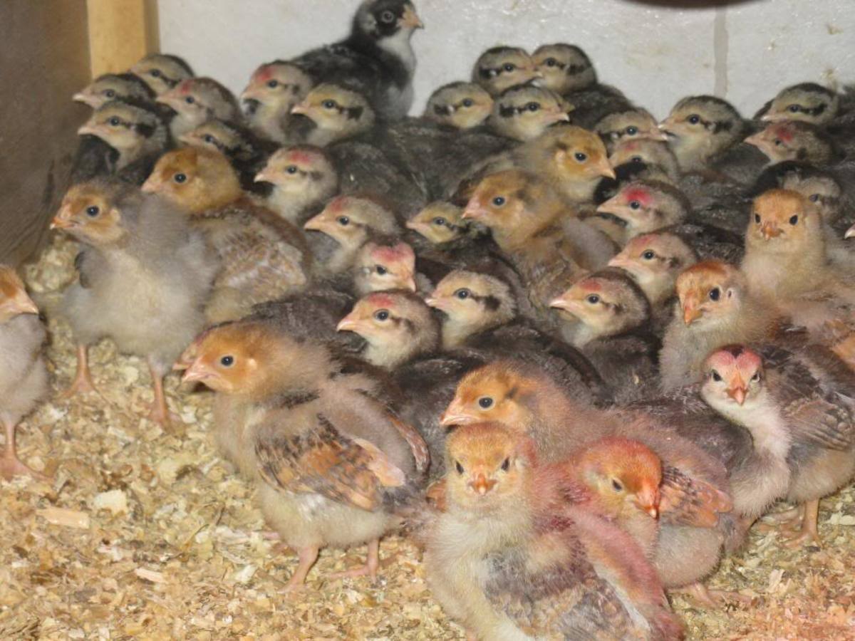 Silver Grey Dorkings A Beautiful Calm Heritage Chicken Breed HubPages