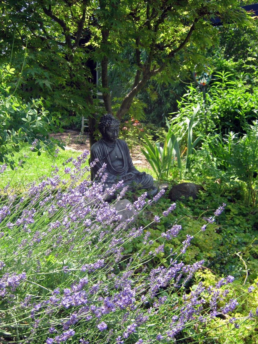 Grow Lavender in Acid or Clay Soil Dengarden