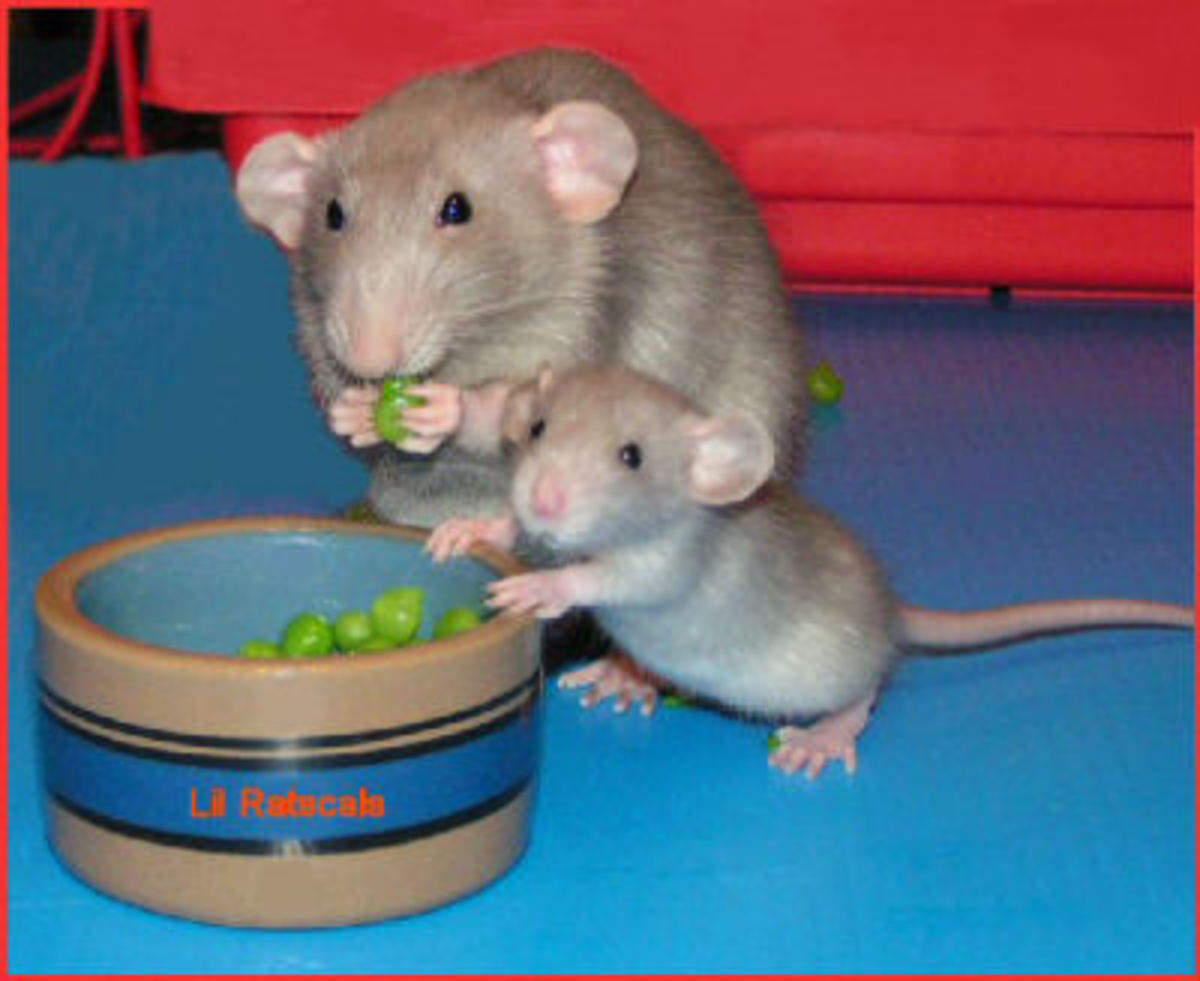Rats In The House Keeping Fancy Rats HubPages