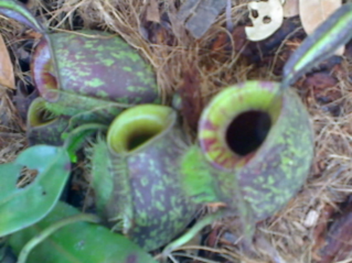 Cephalotus Follicularis (Albany Pitcher Plant), a Rare Carnivorous