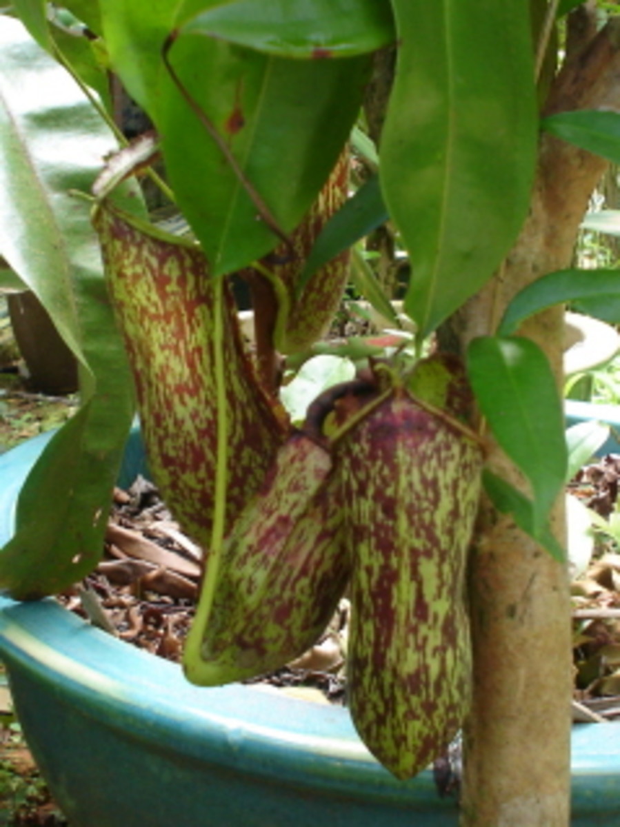 Cephalotus Follicularis (Albany Pitcher Plant), a Rare Carnivorous