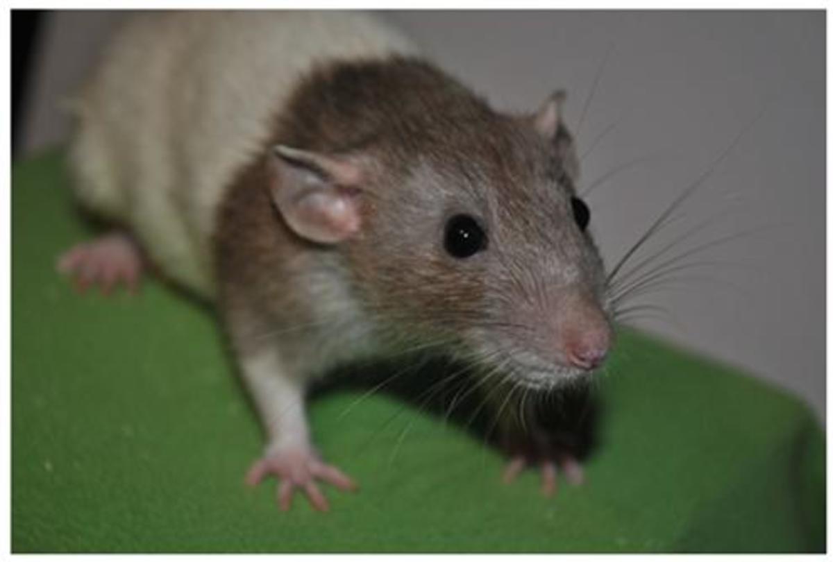 Fancy Rat Varieties Fur Color, Eye Color, Coat Type, and Markings