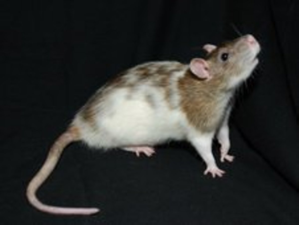 Fancy Rat Varieties Fur Color, Eye Color, Coat Type, and Markings