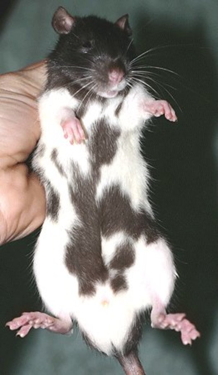 Fancy Rat Varieties Fur Color, Eye Color, Coat Type, and Markings