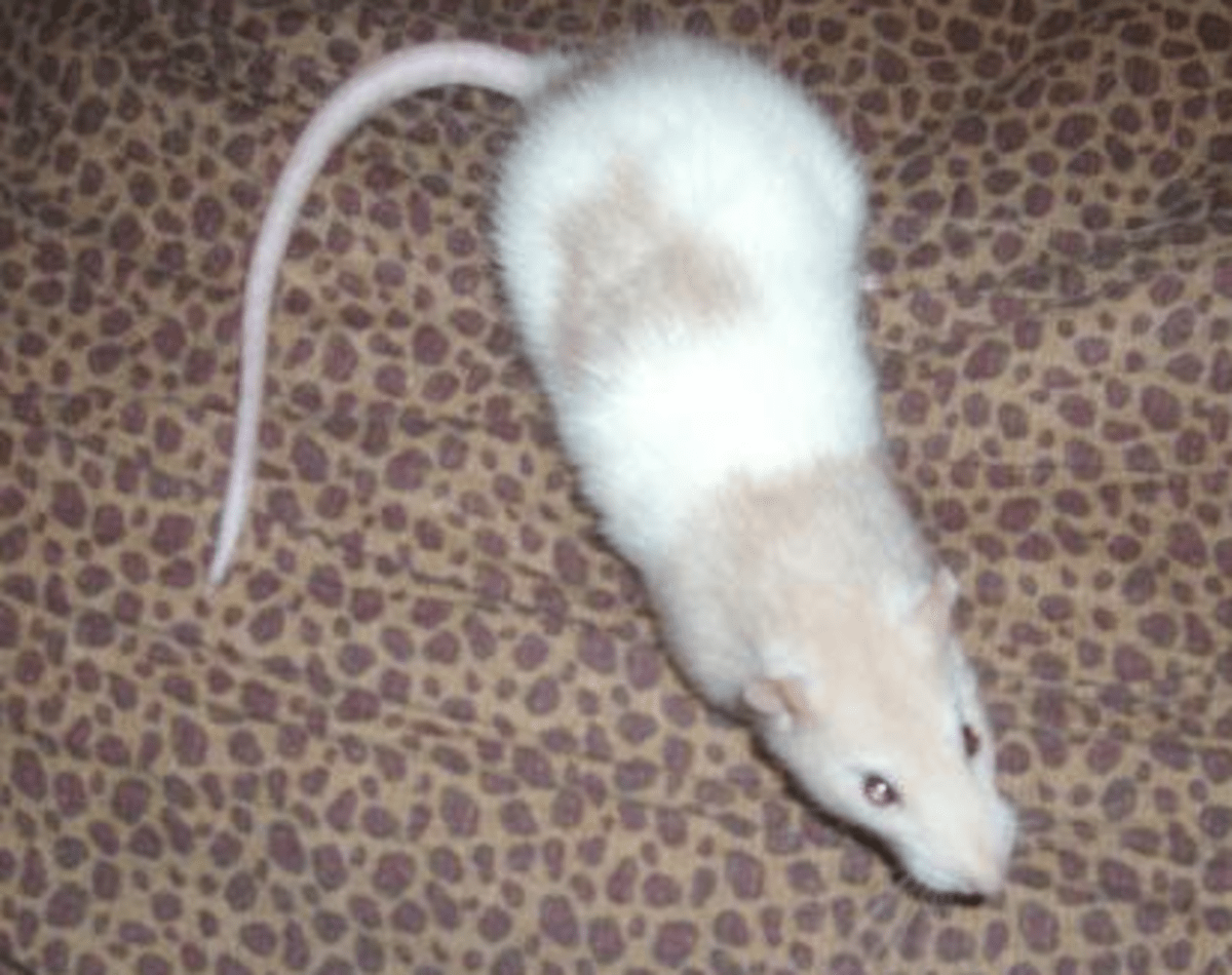 Fancy Rat Varieties Fur Color, Eye Color, Coat Type, and Markings
