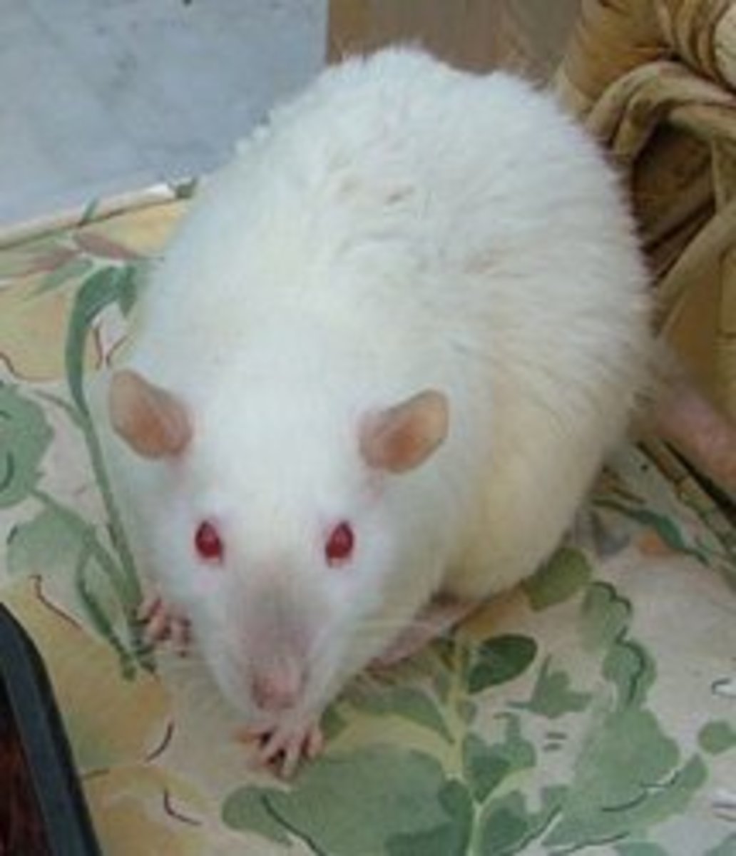 Fancy Rat Varieties Fur Color, Eye Color, Coat Type, and Markings